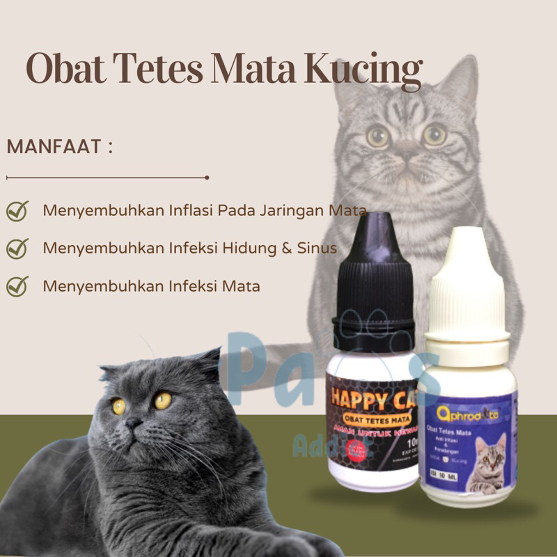 Obat Tetes Mata Kucing Ampuh Obat Infeksi Mata Belekan Berair Berselaput Bengkak Katarak Pada Anabul