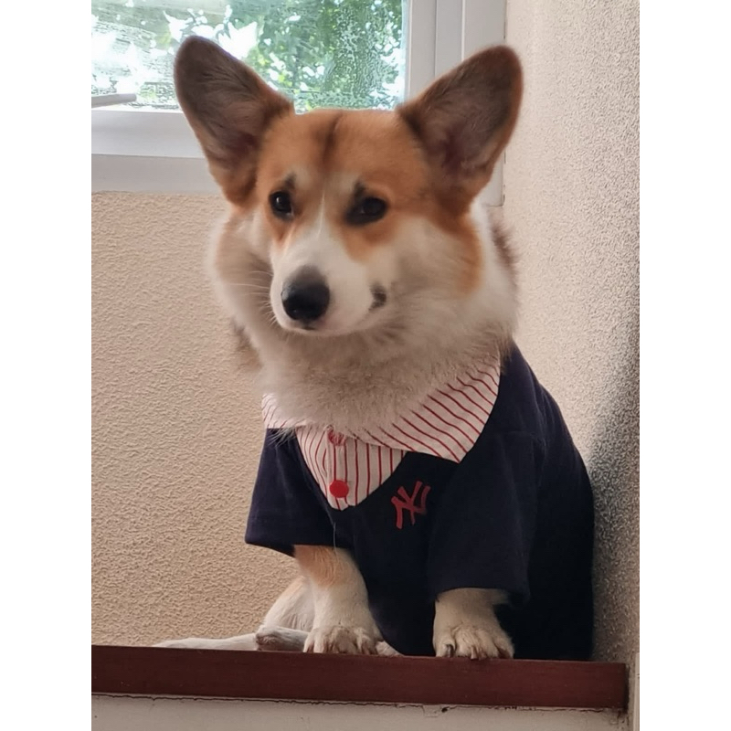 kaos anjing baju anjing hype cowo anjing jantan cardigan anjing kaos anjing jantan adem baju anjing 