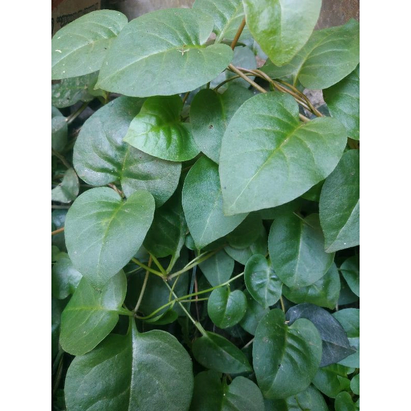 

daun binahong segar