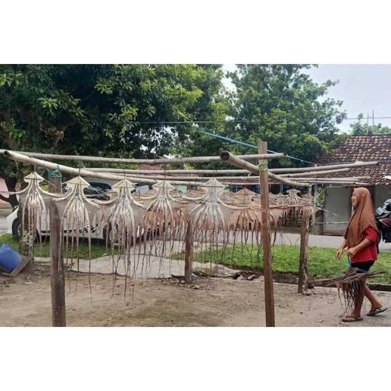 

Gurita Kering Khas Kaur Bengkulu