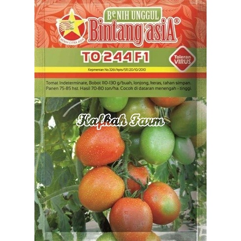 Benih 10 Biji Tomat TO 244 F1