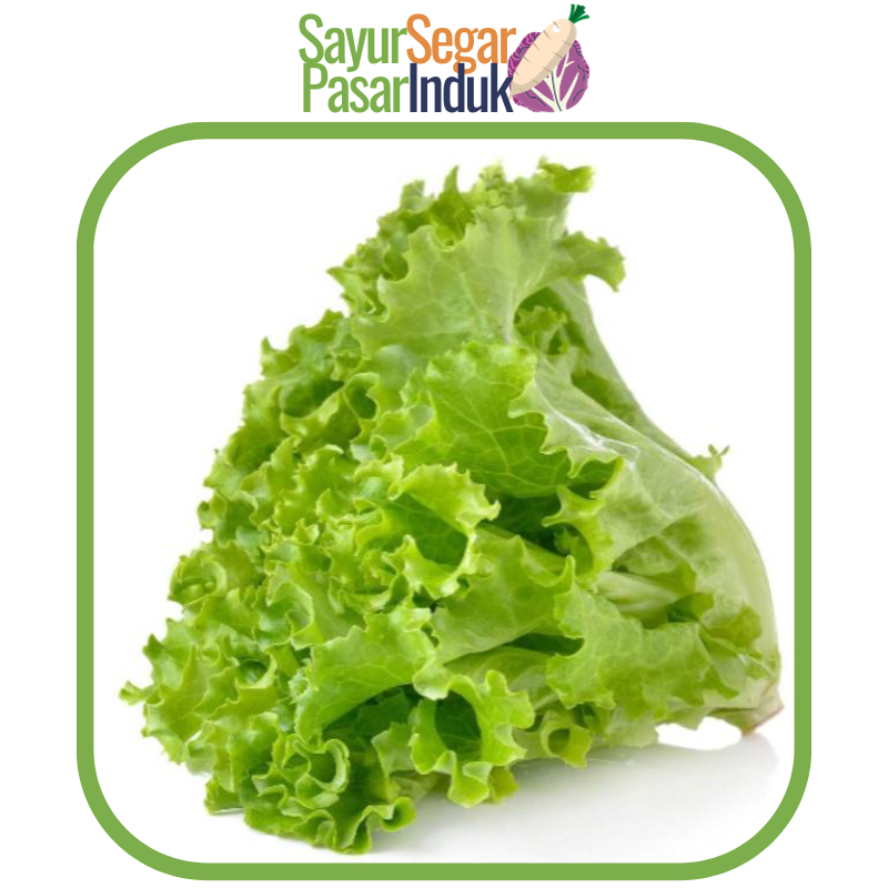 

Selada Keriting mulai 250 gr Sayur Segar Pasar Induk