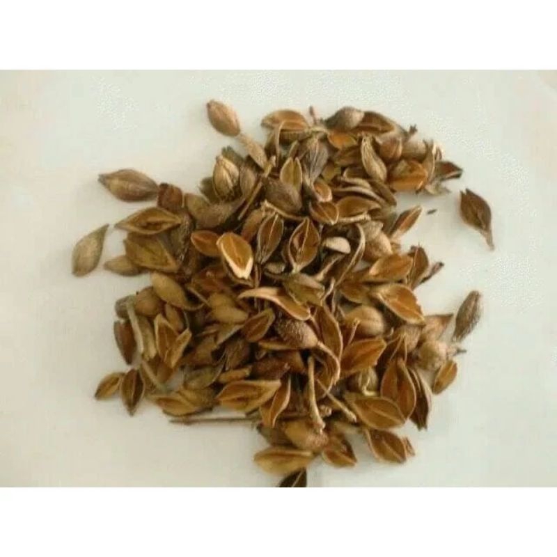 

600 G GR GRAM 连翘壳 LIAN QIAO KE FORSYTHIA SUSPENSA FRUIT