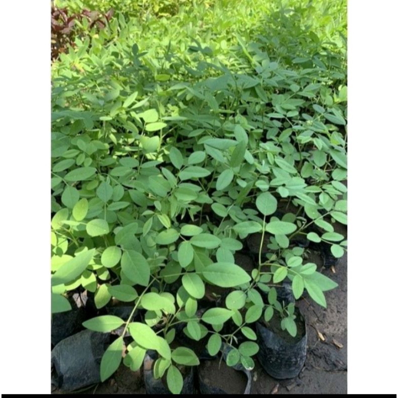 Tanaman pakan ternak (Indigofera)