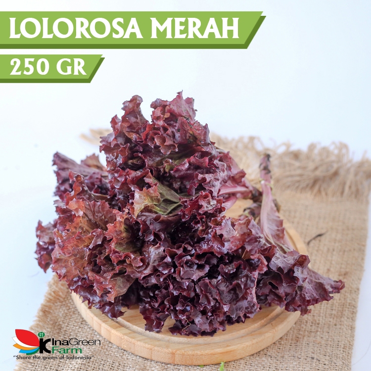 

Inagreen Farm Bandung Sayur Selada Lolorosa Organik 250 Gram