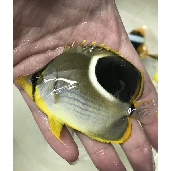 Kepe Angsa / Saddleback Butterflyfish / ikan hias Air Laut / Tankmate Nemo