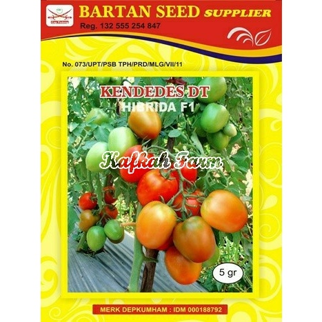 Benih 10 Biji Tomat KENDEDES DT F1