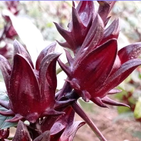 

ROSELLA UNGU SEGAR 500 GRAM LANGSUNG PETIK DARI KEBUN