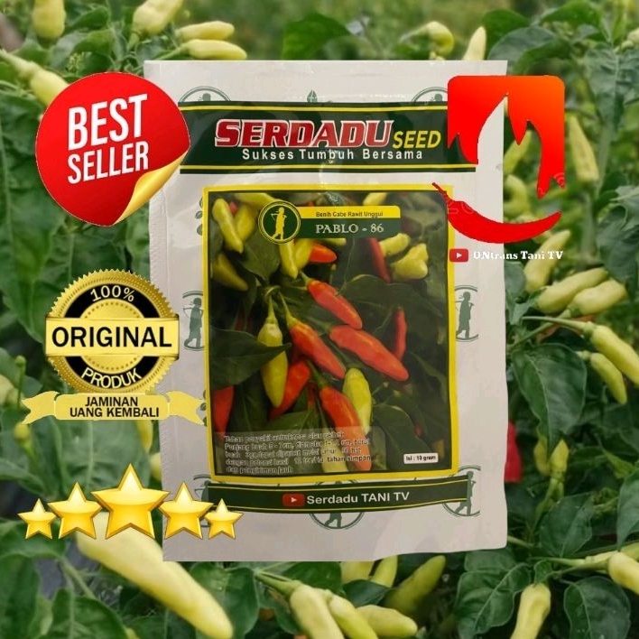 Benih Cabai Rawit PABLO 86 10gr. serdadu seed