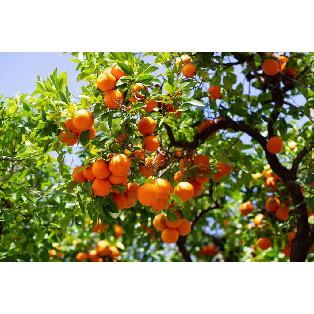 Benih Bibit Biji - Buah Jeruk Mandarin Orange Manis Jeruk Keprok Fruit Seeds