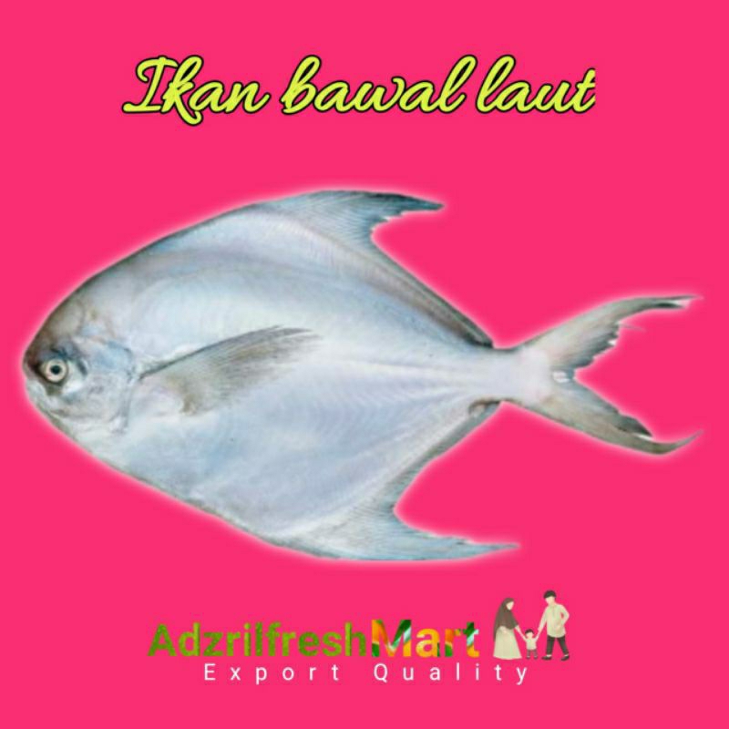 

IKAN BAWAL LAUT