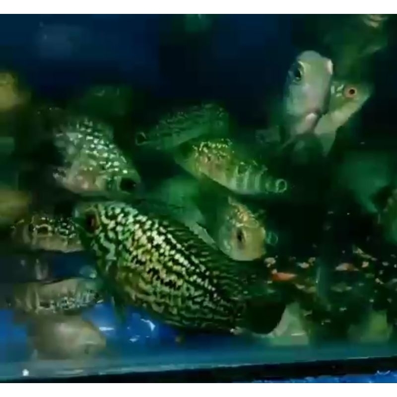 BURAYAK KAMFA F2 ORI