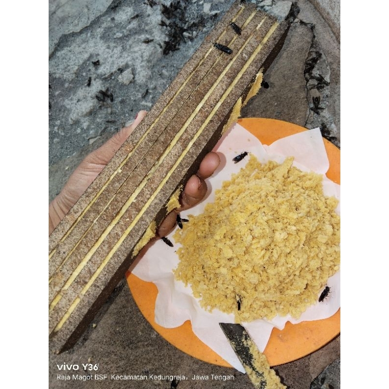 telur lalat magot bsf 20gram