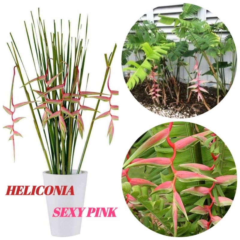 BIBIT HELICONIA SEXY PINK TANAMAN HIAS UNIK