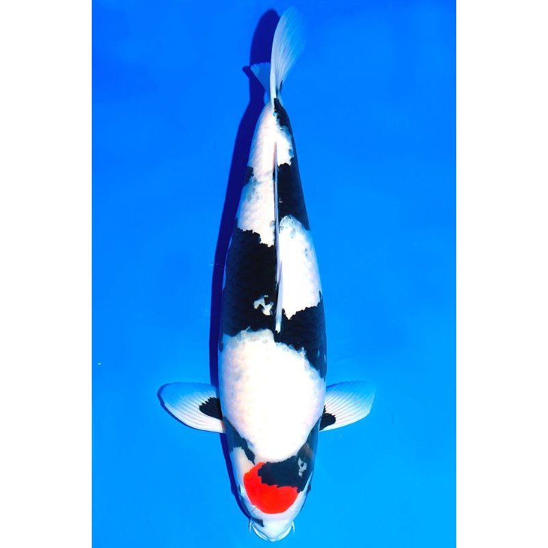 ikan koi Shiro utsuri grade A size 20cm