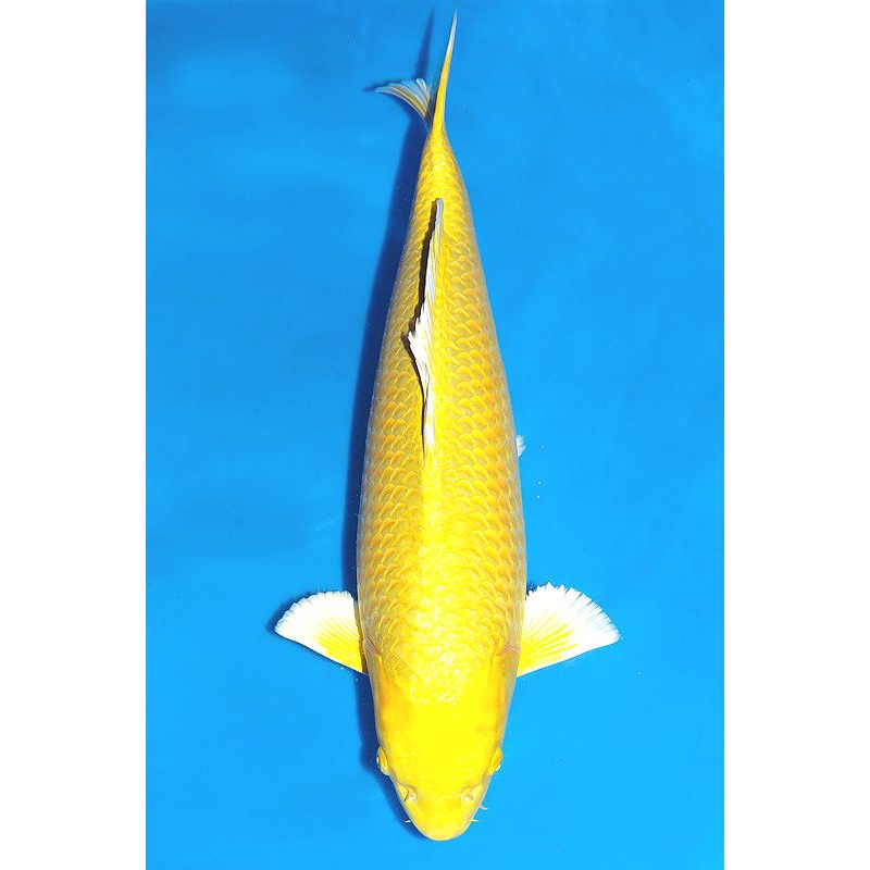 ikan koi ogon yamabuki grade A size 20cm