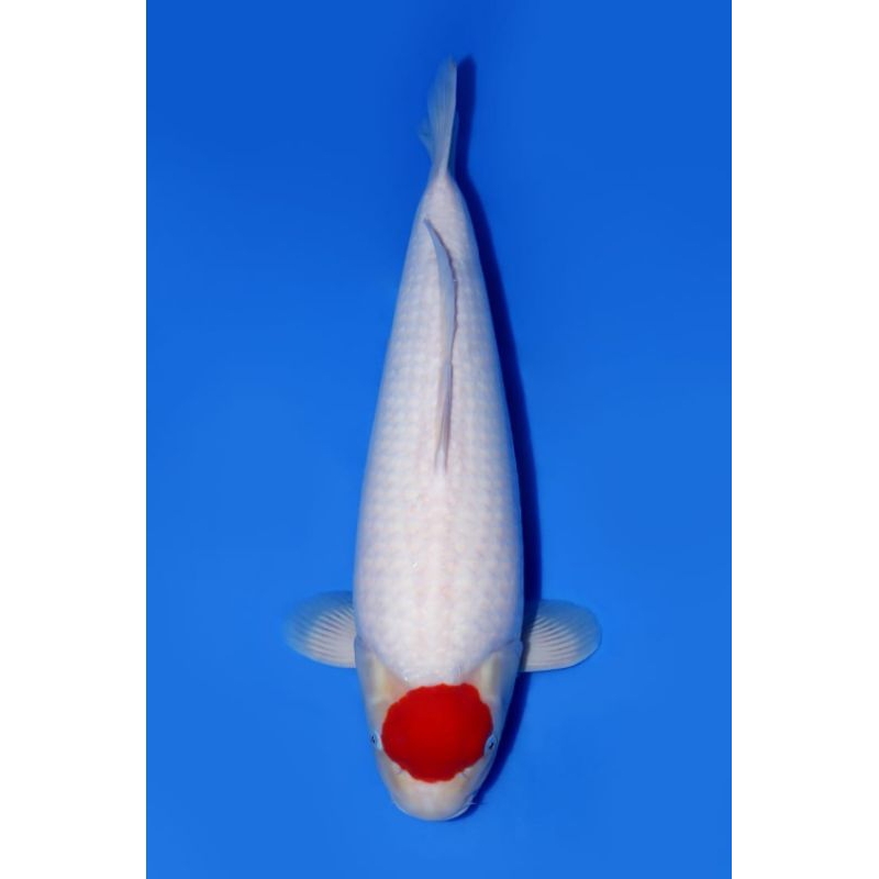 ikan koi Tancho kohaku grade A size 20cm