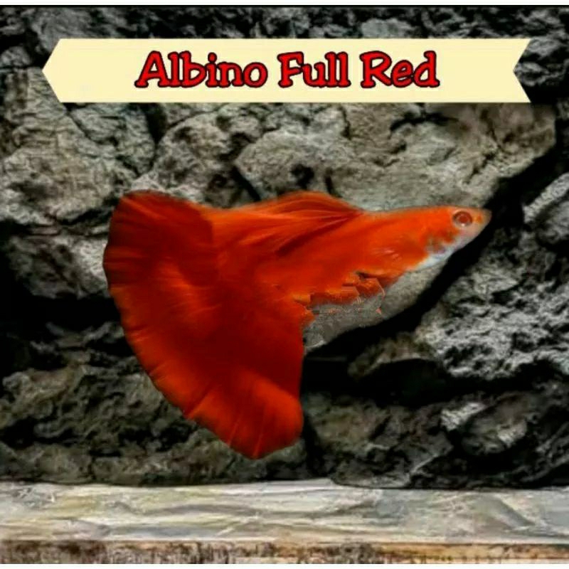 

Packing sterofoam ( guppy afr )