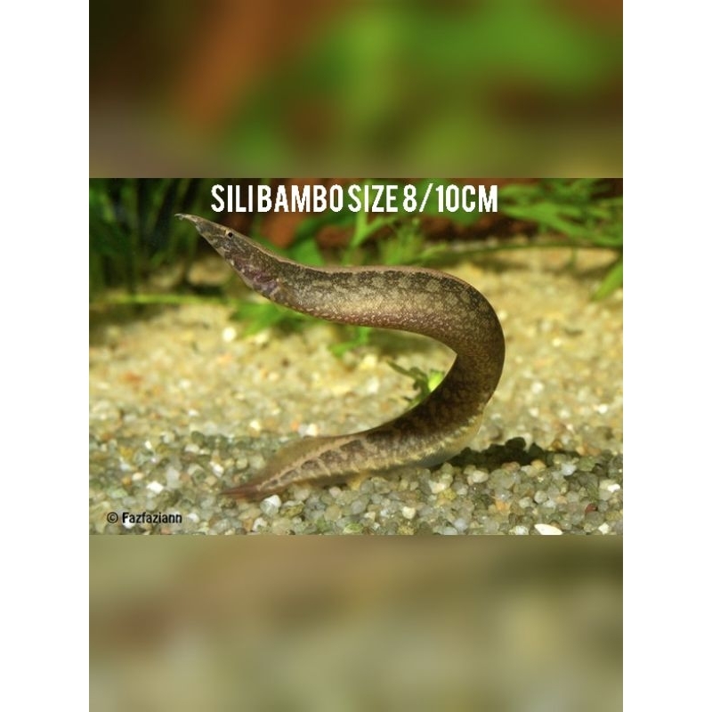 Ikan hias aquarium Sili bambo - Ikan hias Sili - ikan hias aquascape
