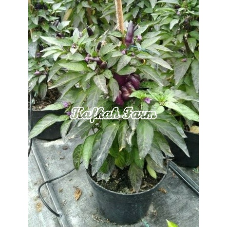 Benih 2 Biji Cabe Hias PURPLE CANDLE LIGHT