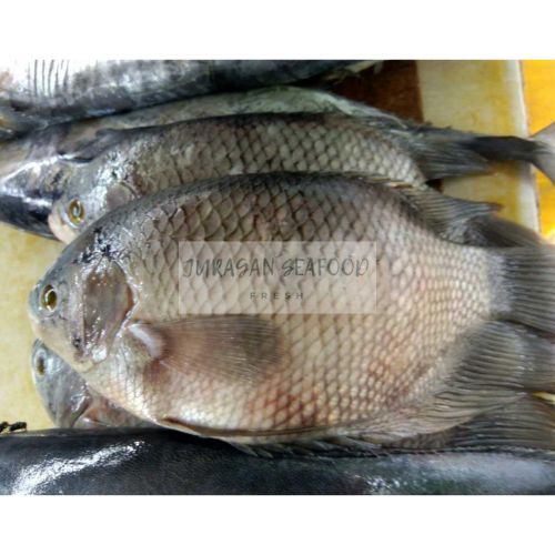 

IKAN GURAME PER EKOR 500-600 GRAM SEGAR FRESH