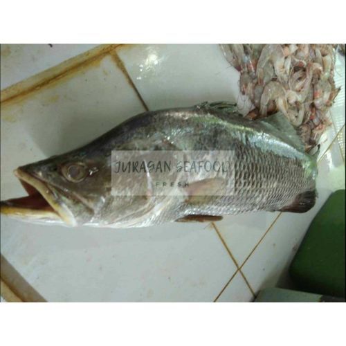 

IKAN KAKAP HITAM PER EKOR 1000-1200 GRAM SEGAR FRESH