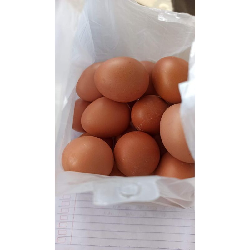 

Telur (Khusus wilayah Bandung)