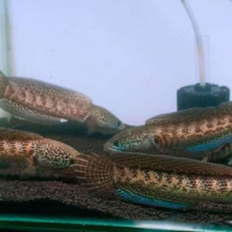 AURANTI ombyokan BIG,WARNA CAKEP, SIMET