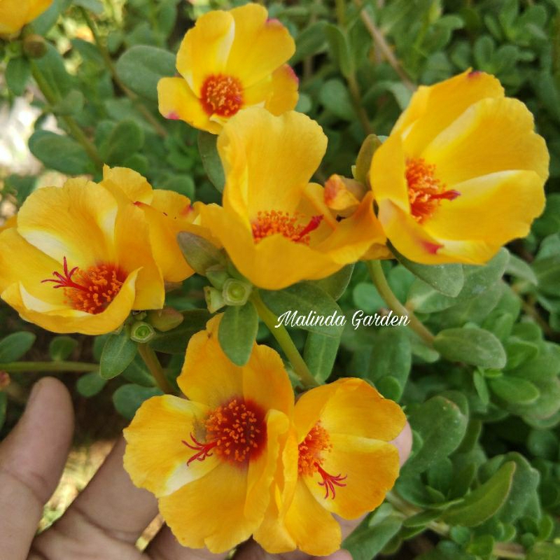 Krokot import duna GOLD S'RAUB / Mossrose / stek batang bunga pukul 9