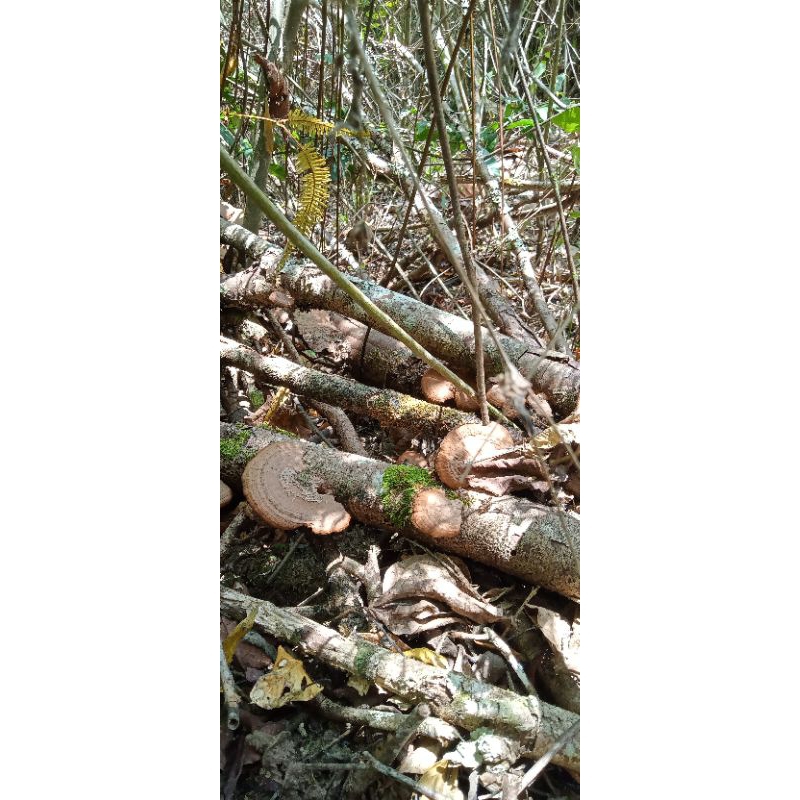 

jamur reishi/ lingzhi