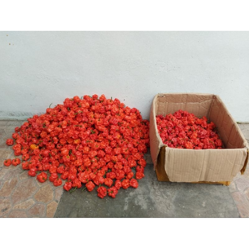 7 Paket Cabe Carolina Reaper Pesanan Oseng Balayar