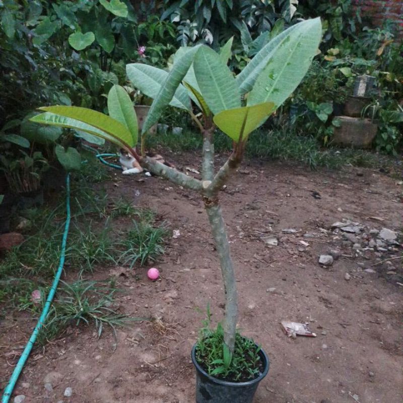 Kamboja bali Rubra / Plumeria Rubra Berakar