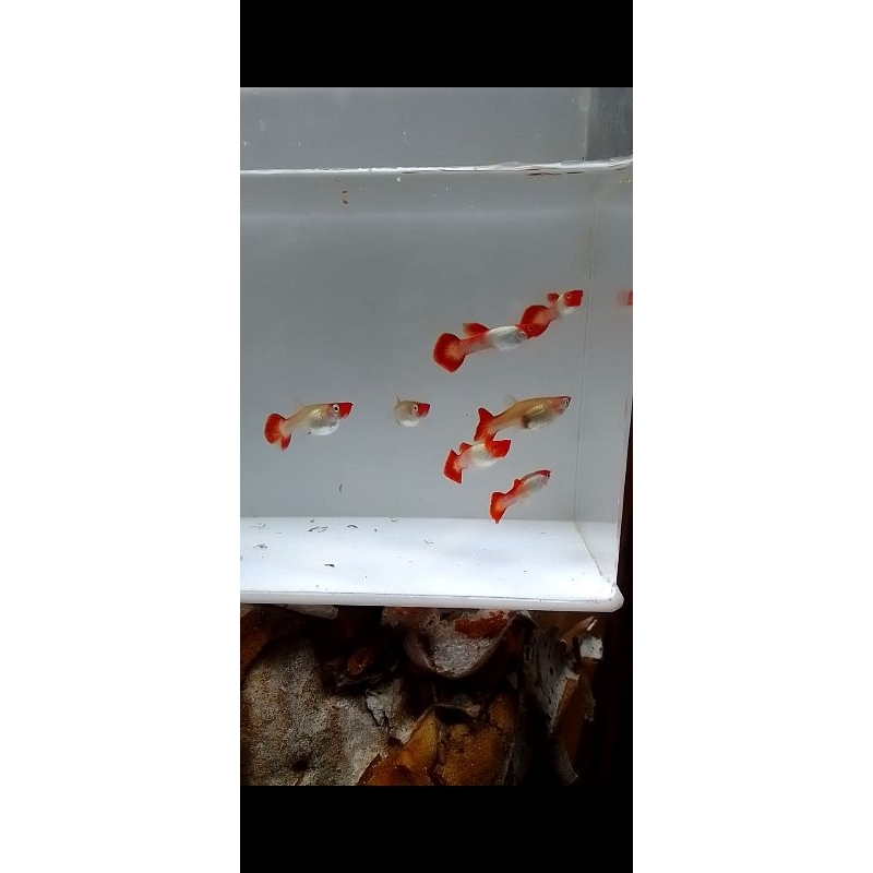 stiker.ikan.guppy.platinum.koi