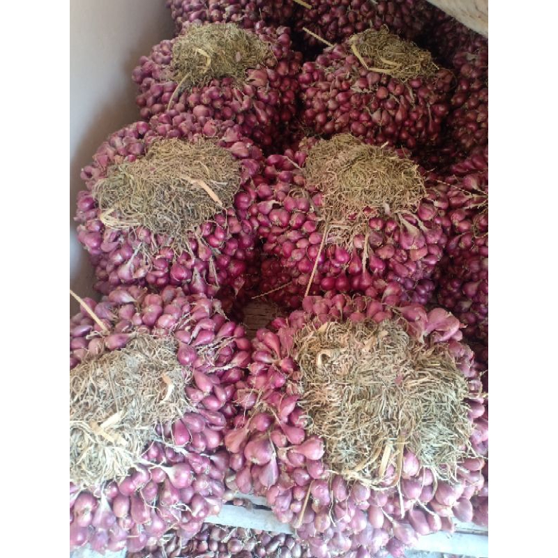 

Bawang merah brebes daunan kering 1kg cocok simpan gantung/ bibit askip (belum siap tanam)