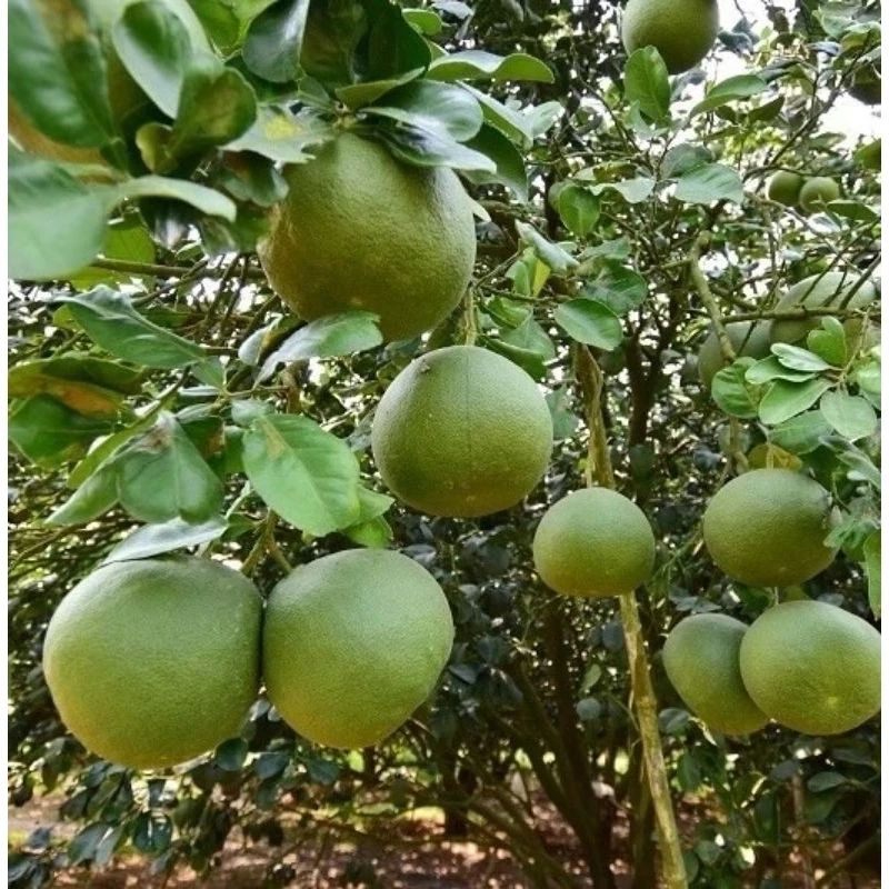 Bibit jeruk Bali okulasi