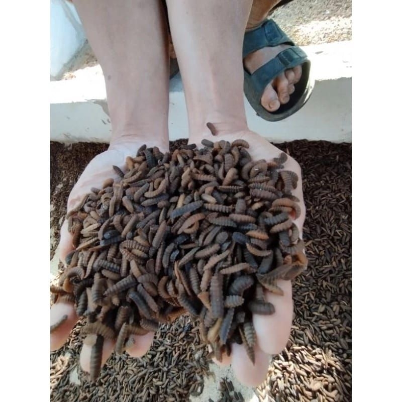 PREPUPA SUPER..bibit maggot bsf 1 kg