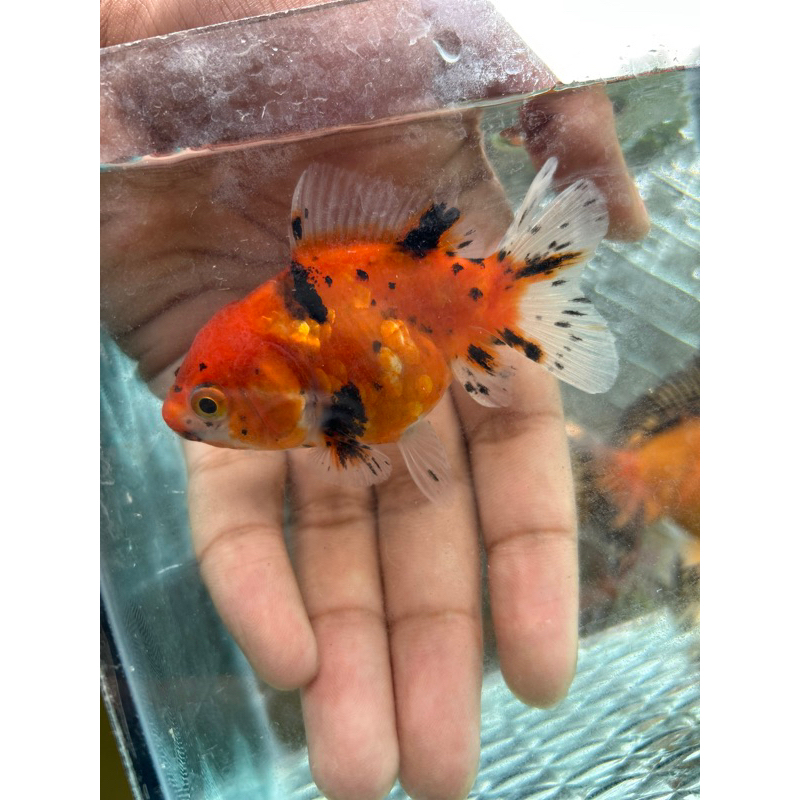 

ikan koki oranda size 7-9cm buy 3 free 1 akun pertama kena blok