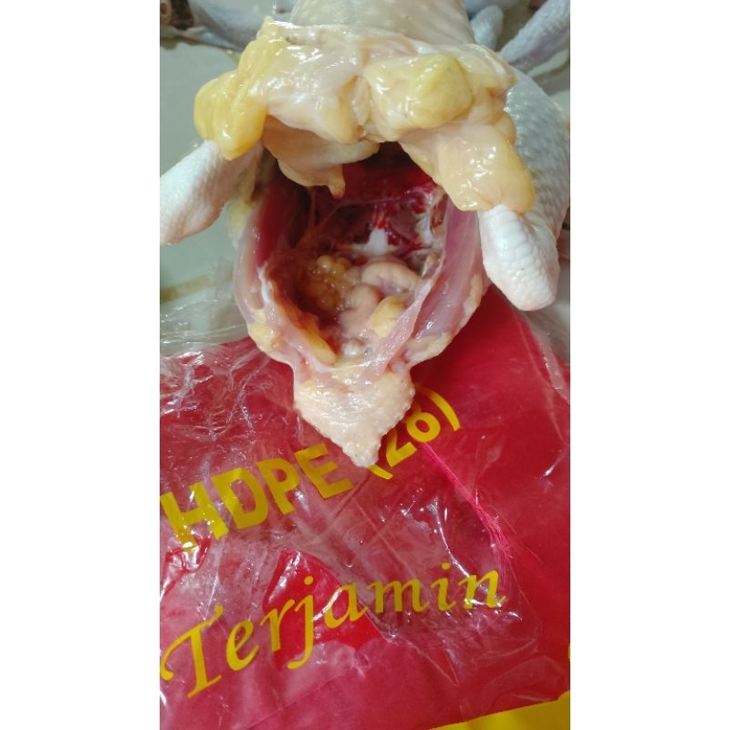 

ayam.kampung.asli.liar