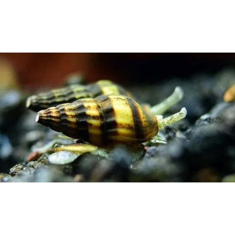 keong algaeter keong asasin aquascape