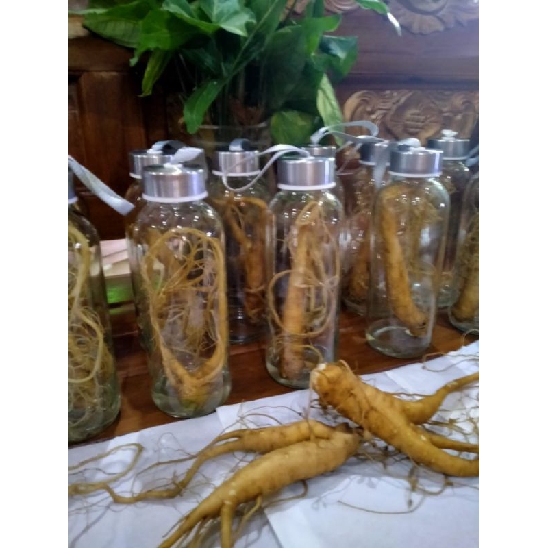 

Paket hemat 4 botol Gingseng merah plus hongliong