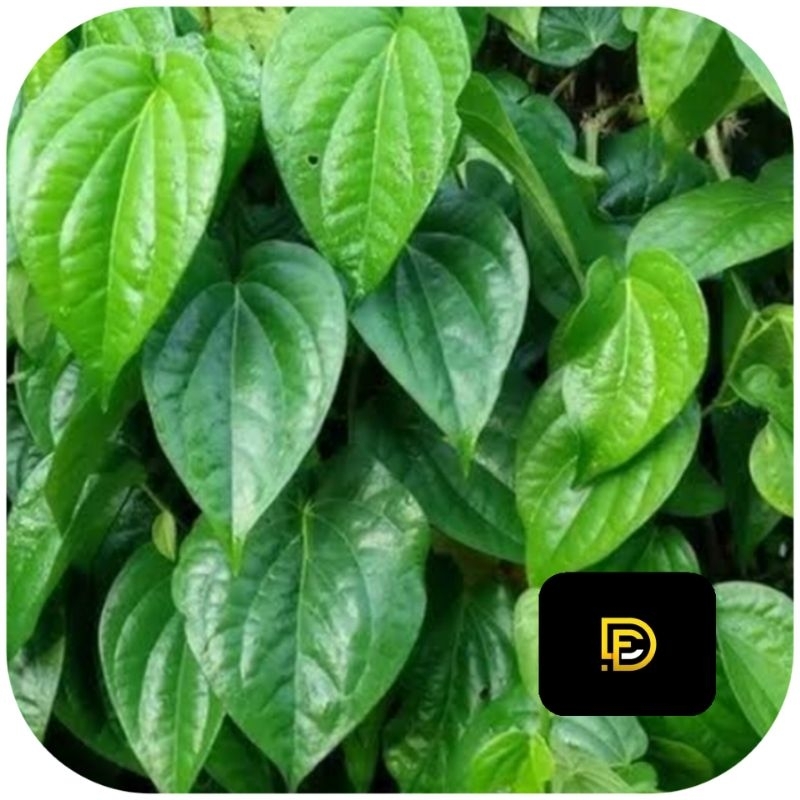 

Daun sirih hijau segar 250 gram petik langsung-az