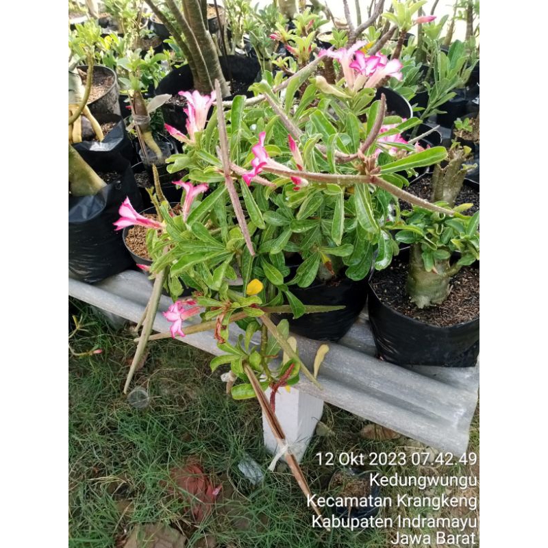 Biji adenium karakter cabser