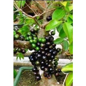 bibit anggur pohon jenis preco