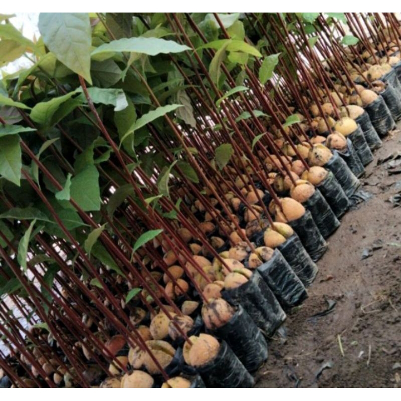 biji alpukat siap semai bibit alpukat siap tanam paling murah full sotir