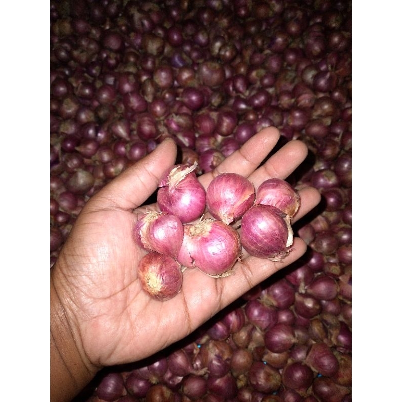 

Bawang Merah Bima 1kg
