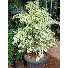 tanaman hias pohon beringin variegata