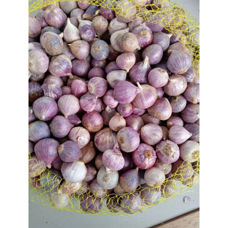 

bawang putih tunggal/bawang lanang 500 gram