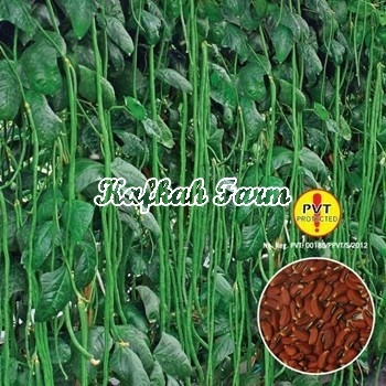 Benih 15 Biji Kacang Panjang PARADE TAVI