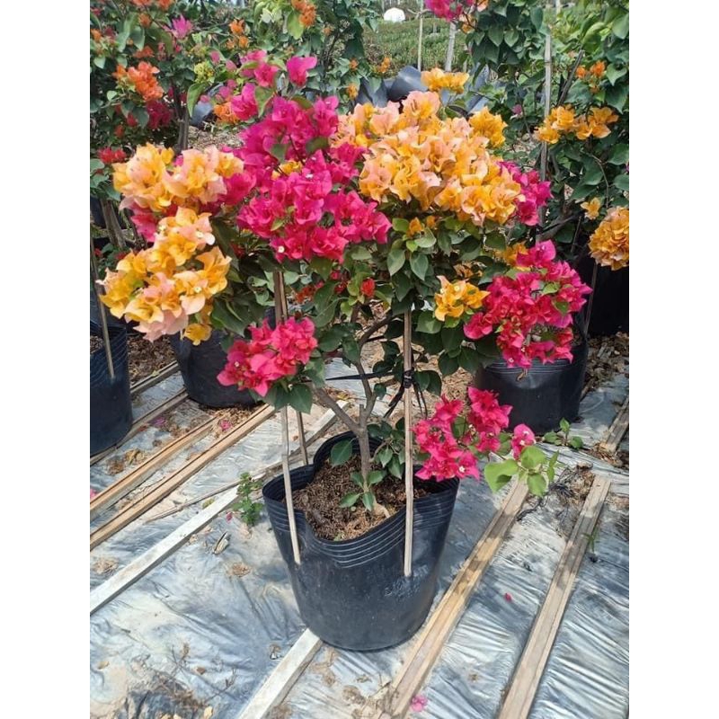 Tanaman Hias Bunga Bugenvil 3 Warna sudah Berbunga