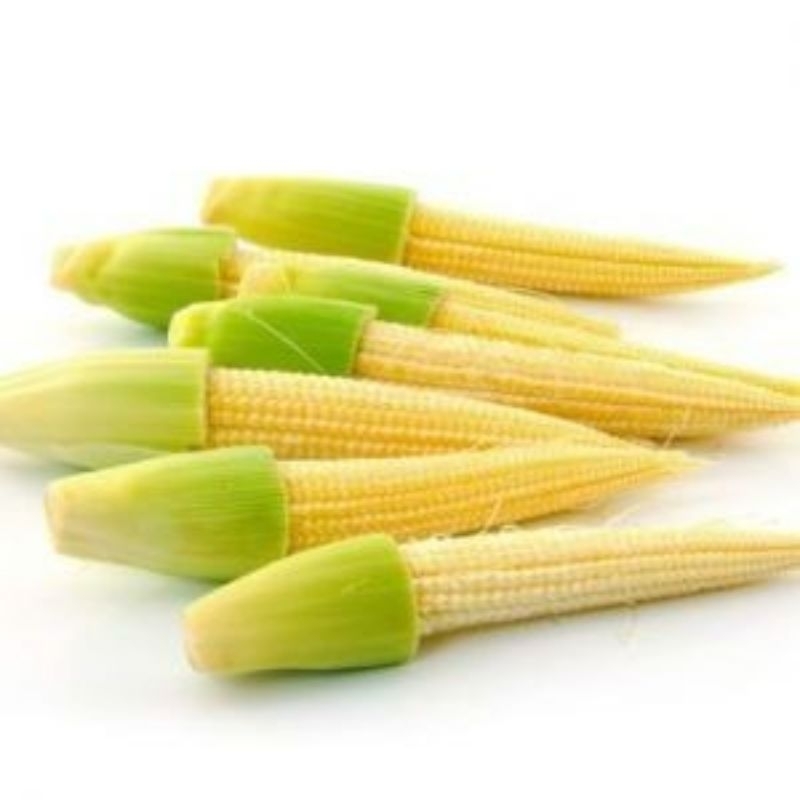 

Jagung Muda
